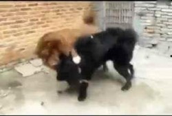 狗打架视频